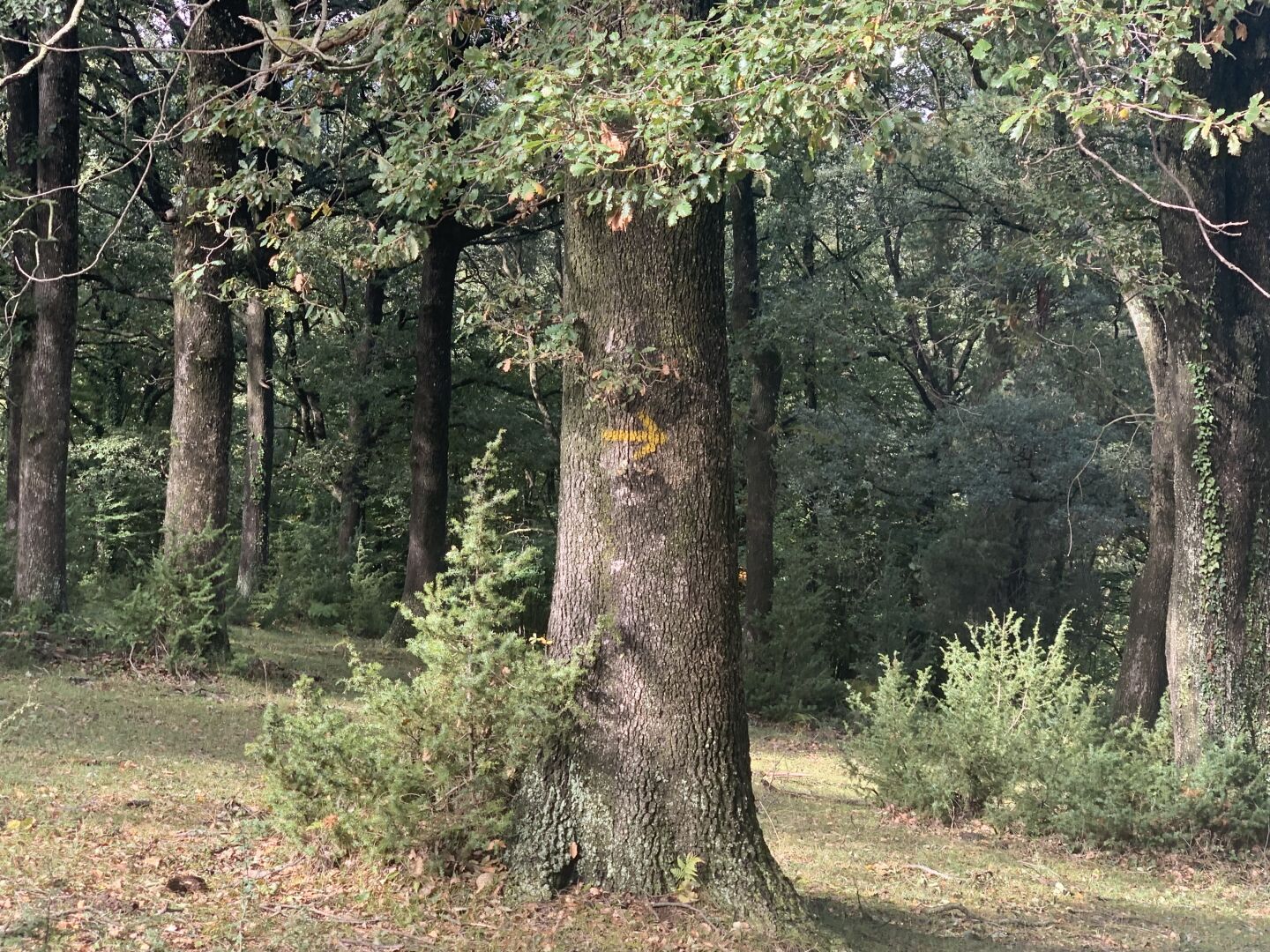 A huge tree with a yellow arrow pained on it in a mountain forest