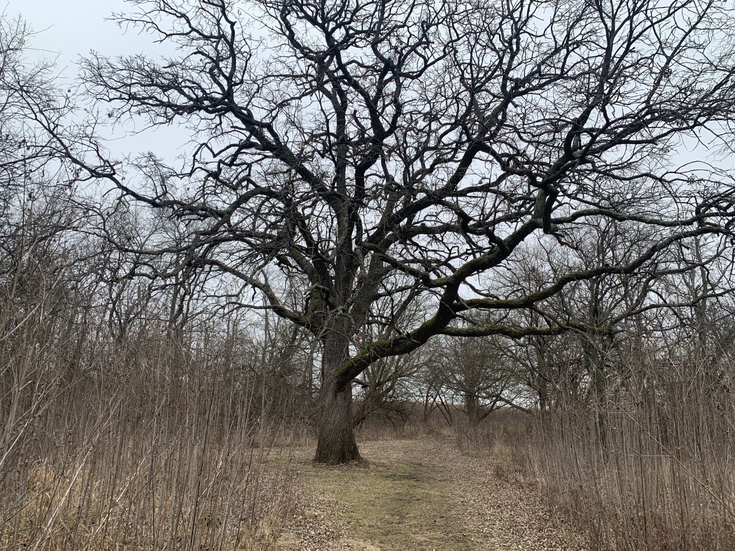 A lone oak tree in grasslands on a cloudy winter day