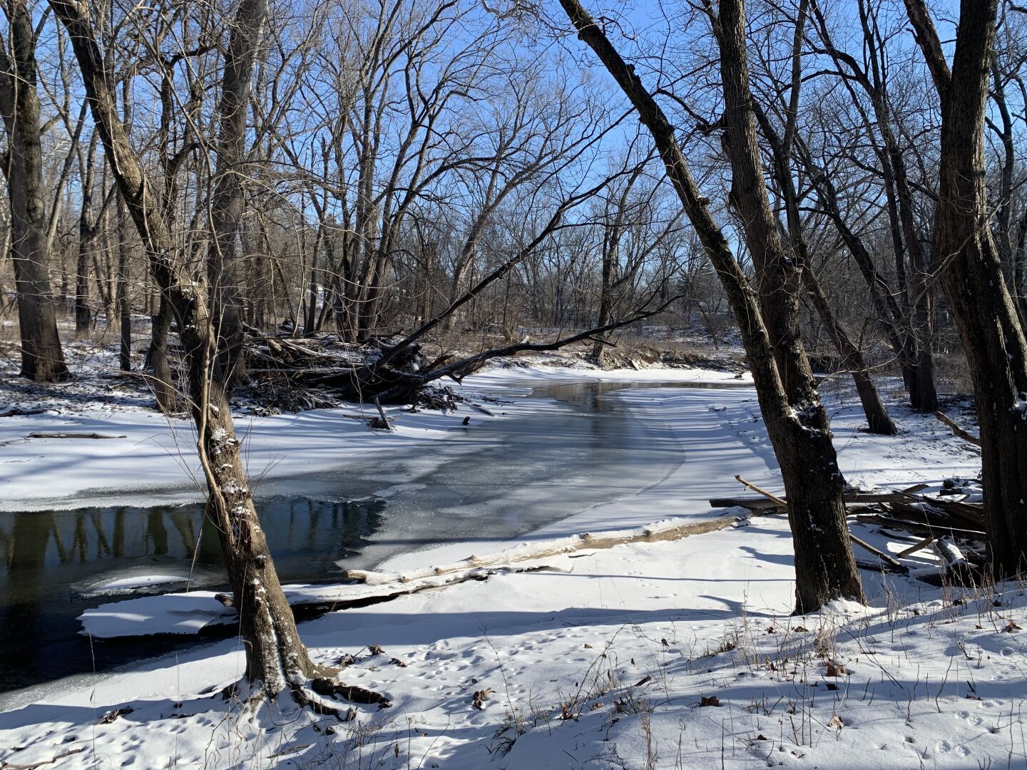 A somewhat frozen river flows through a forest on a sunny winter day