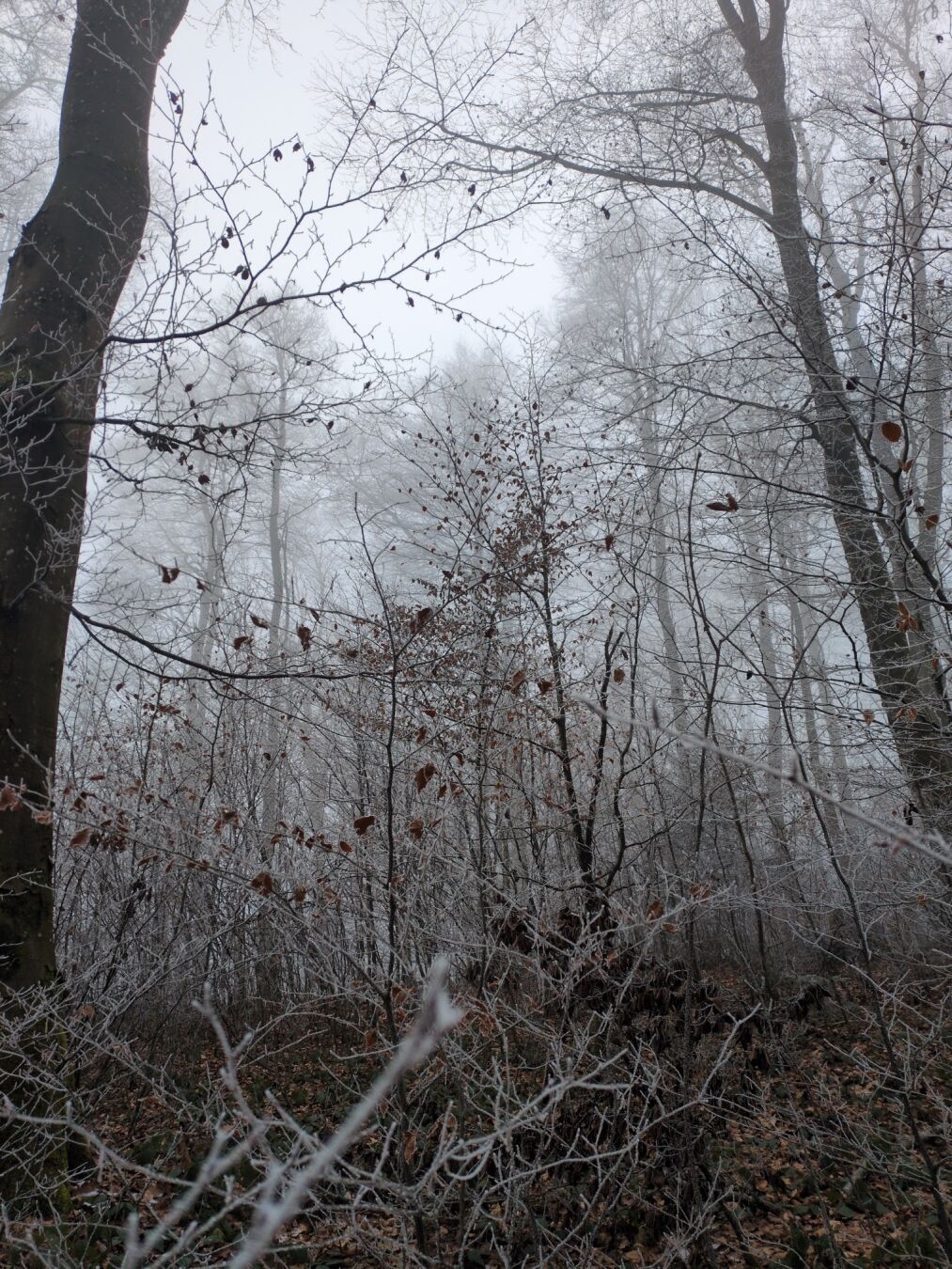 Foggy and frosty forest