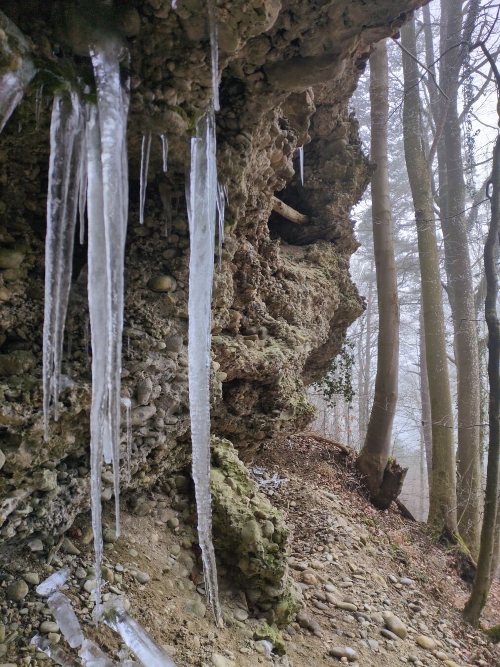 Icicles hangimg down a rock in the forest